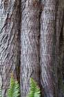 Western red cedar tree bark close-up. Sword ferns at base. Art Print